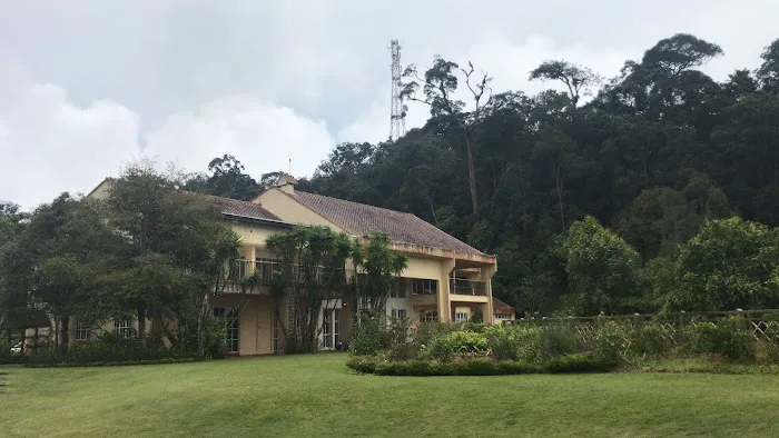 Angsana. Picture 1