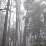 campsite pines tree guillemard