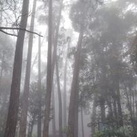 campsite pines tree guillemard ico
