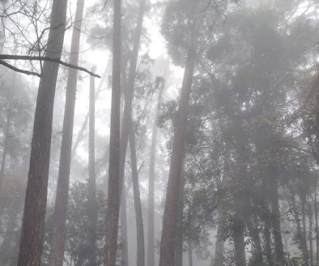 campsite pines tree guillemard