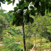 Buloh Perindu Campsite (Entry Point) ico