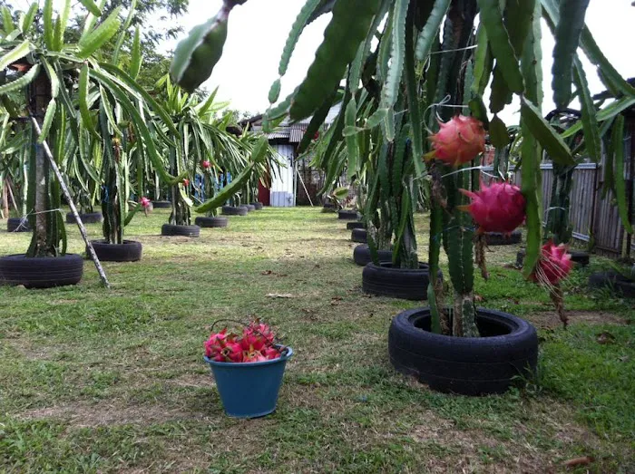 XO Farm Stay Resort Picture 8