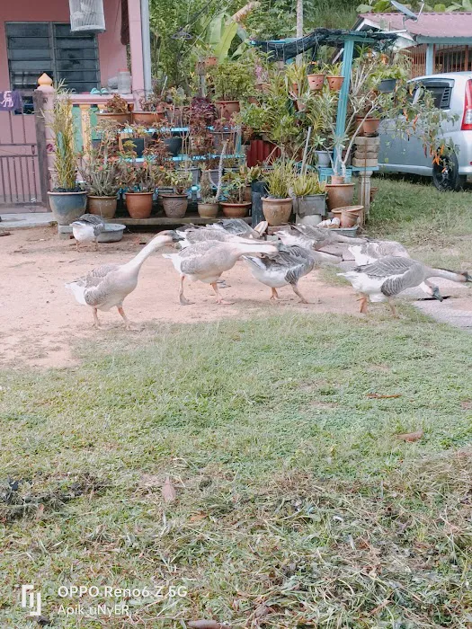 Piah Farm Picture 4