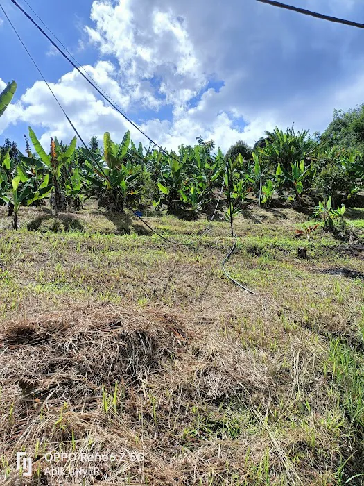 Piah Farm Picture 8