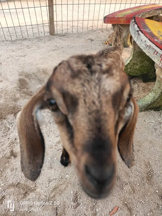 Piah Farm Picture 2