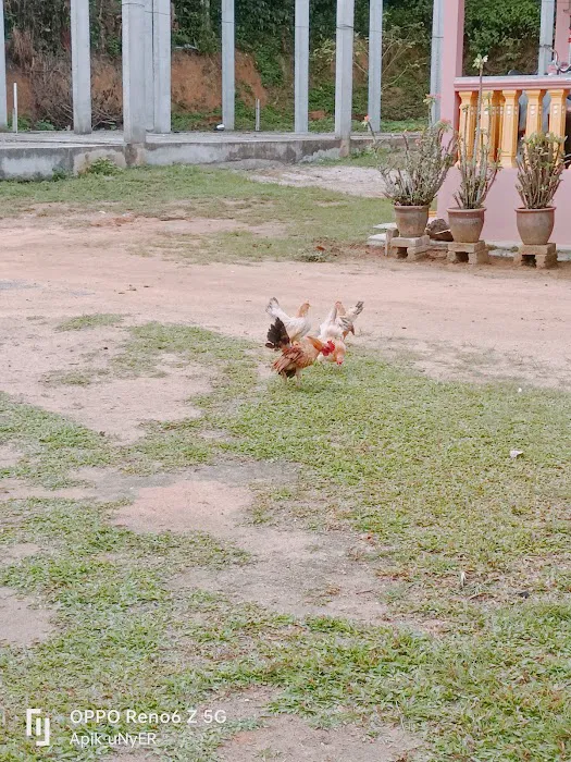Piah Farm Picture 7