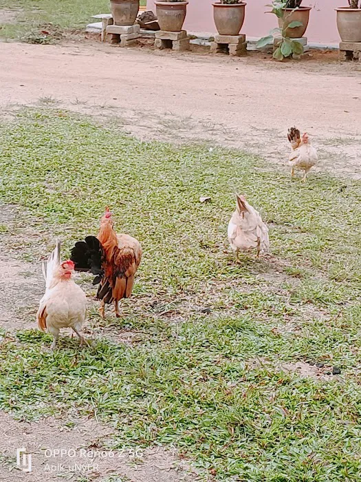 Piah Farm Picture 3