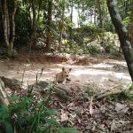 Ngoi Ngoi Campsite