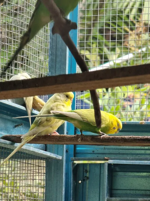 Bluduree Desacation and Homestay Picture 2