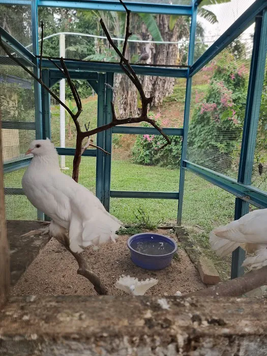 Bluduree Desacation and Homestay Picture 3