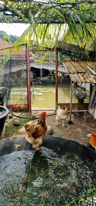 Dusun Suku Abad Guest House Homestay Picture 1