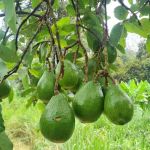 Bentong Fruits Farm Hot Spring Campsite