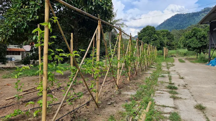 Bentong Fruits Farm Hot Spring Campsite Picture 4