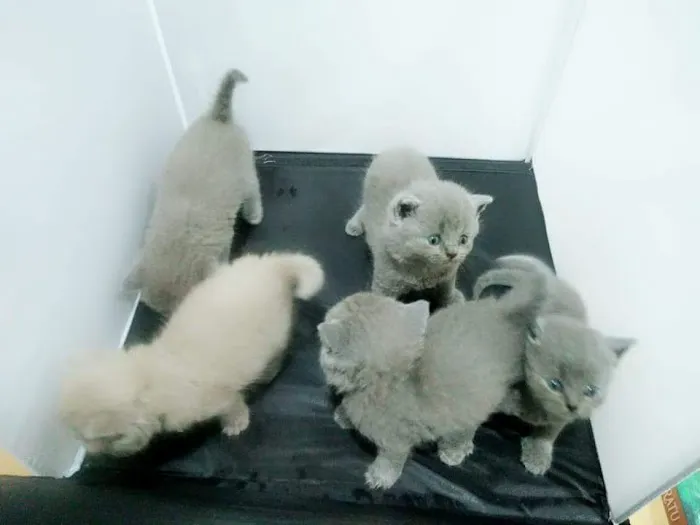 Mr & Mrs Cat Hotel Picture 2