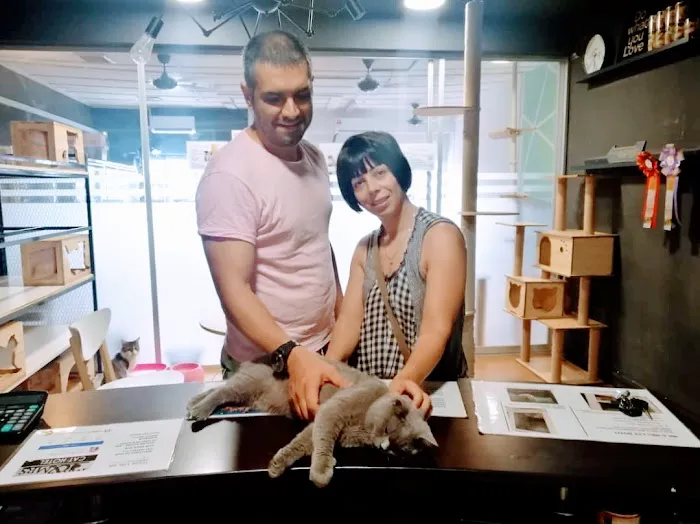Mr & Mrs Cat Hotel Picture 3