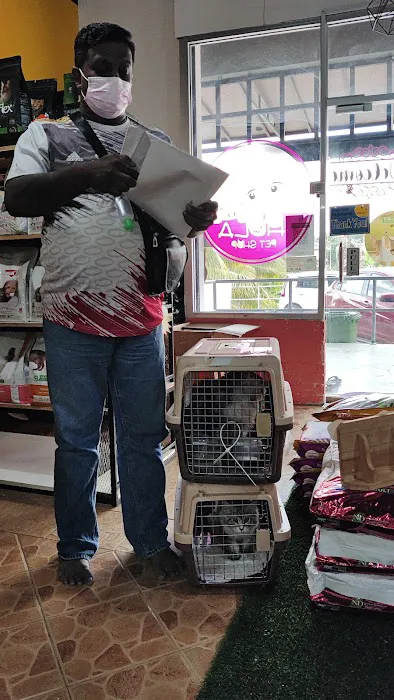 Mr & Mrs Cat Hotel Picture 5