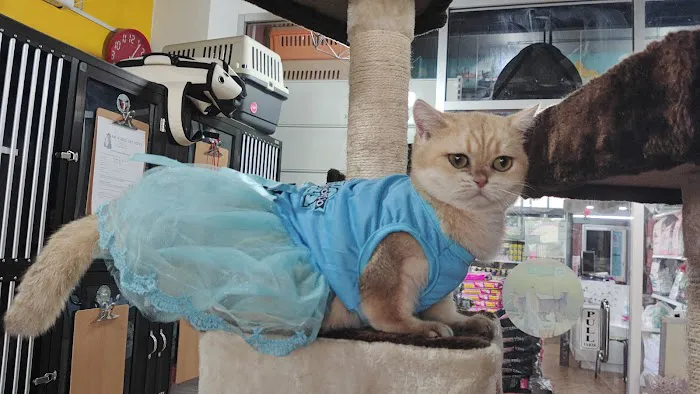 Mr & Mrs Cat Hotel Picture 4