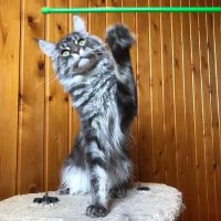 Mr & Mrs Cat Hotel ico
