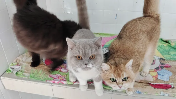 Mr & Mrs Cat Hotel Picture 9