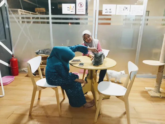 Mr & Mrs Cat Hotel Picture 8