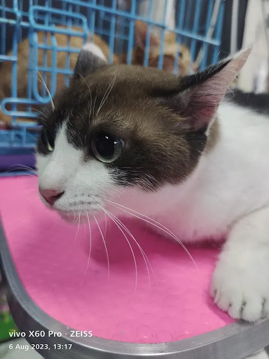 Mr & Mrs Cat Hotel Picture 7