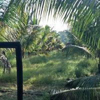 Wakaf Lichong Homestay ico