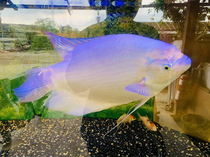 Netwell Broga store Picture 5