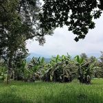 Pak Uda D’tamu