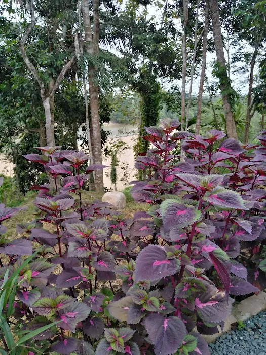 Sat Riverview Guest House Picture 4