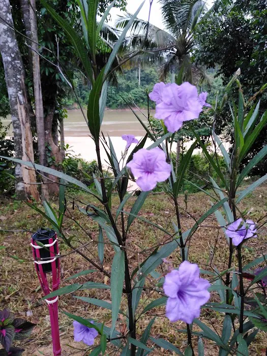 Sat Riverview Guest House Picture 7
