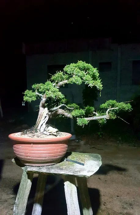 Zul bc bonsai Picture 3