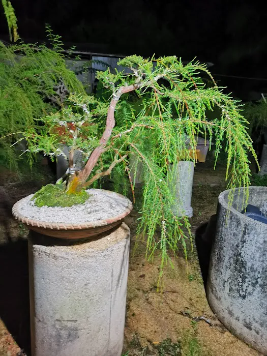 Zul bc bonsai Picture 10