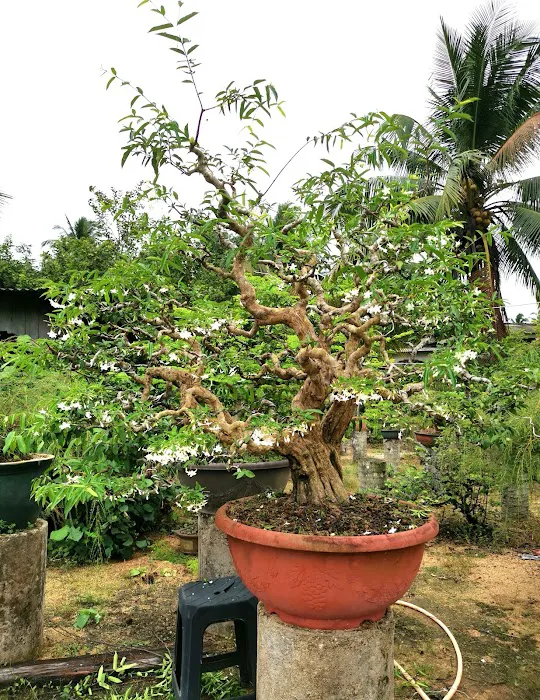 Zul bc bonsai Picture 4