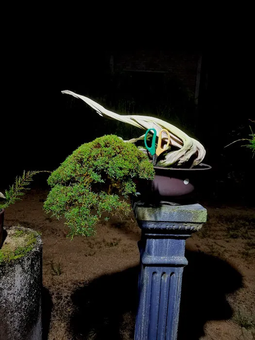 Zul bc bonsai Picture 1