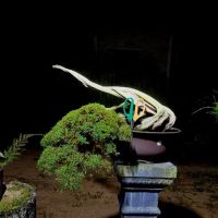 Zul bc bonsai ico