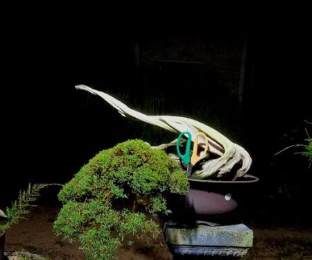 Zul bc bonsai