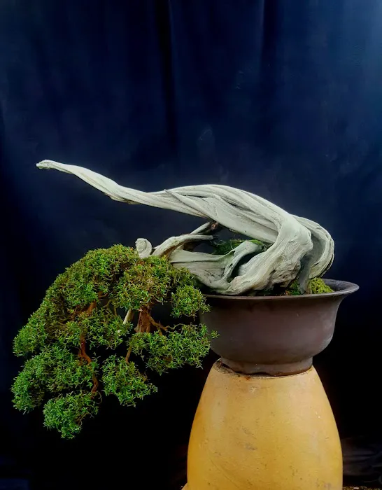 Zul bc bonsai Picture 6