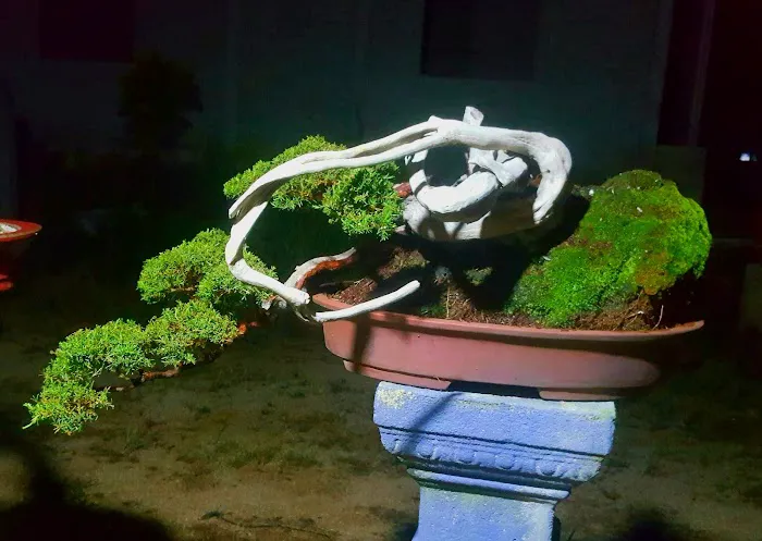 Zul bc bonsai Picture 7