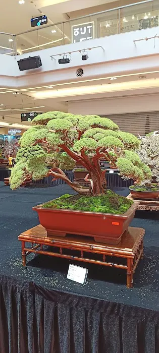 Zul bc bonsai Picture 2