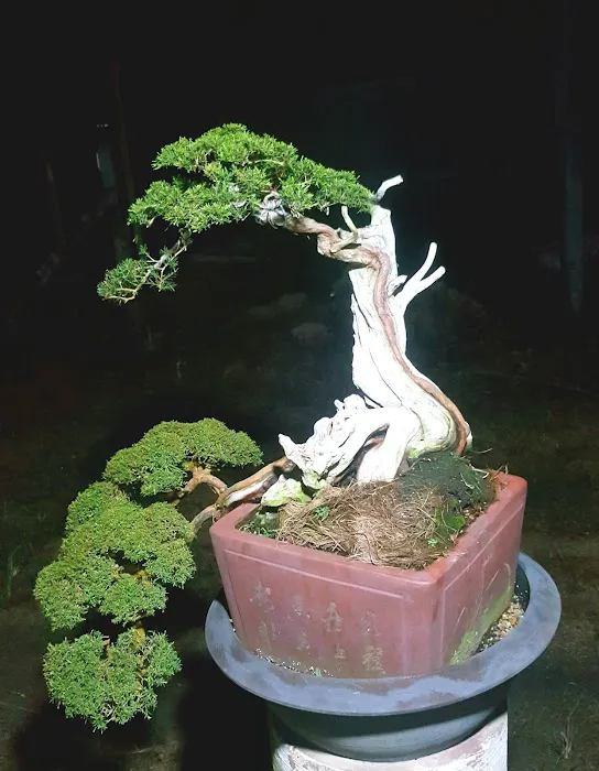 Zul bc bonsai Picture 8