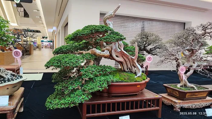 Zul bc bonsai Picture 9