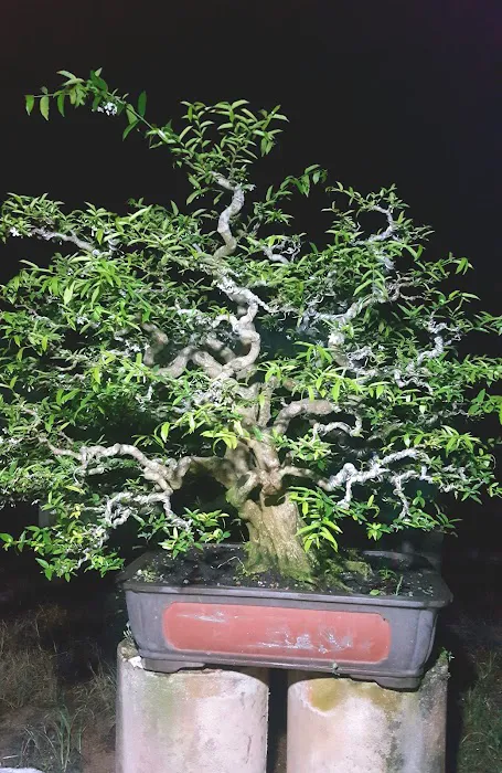 Zul bc bonsai Picture 5
