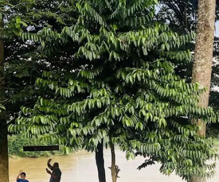 D’Seboi Garden