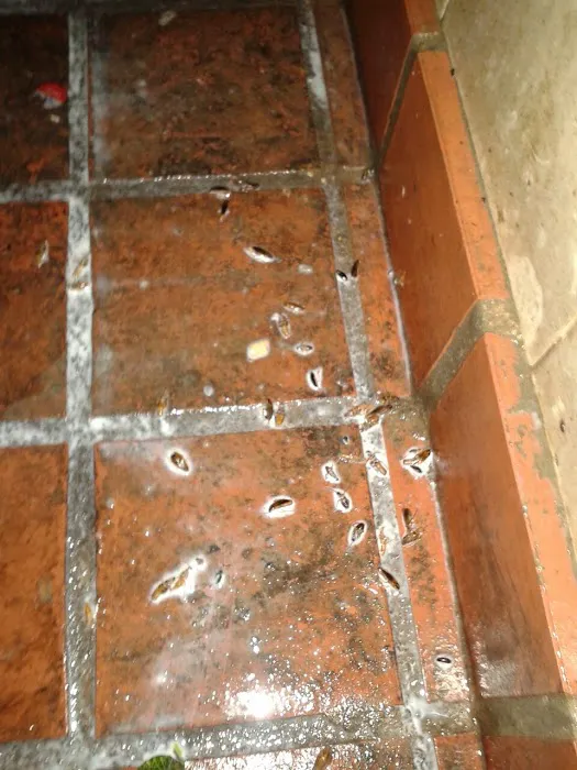 SNIPER PESTCONTROL Picture 3