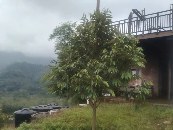 JT Dusun Picture 8