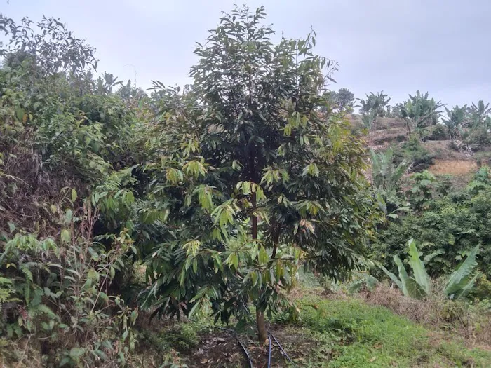 JT Dusun Picture 3