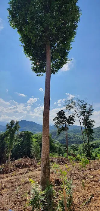 JT Dusun Picture 9