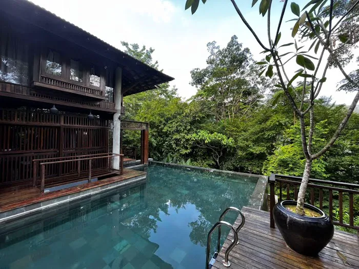 The Shorea Picture 5