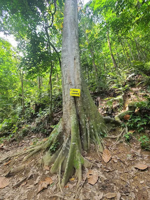Mini Tahan 1st big tree Picture 1