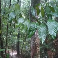 Trailhead Bukit Batu Pahat via indian temple ico